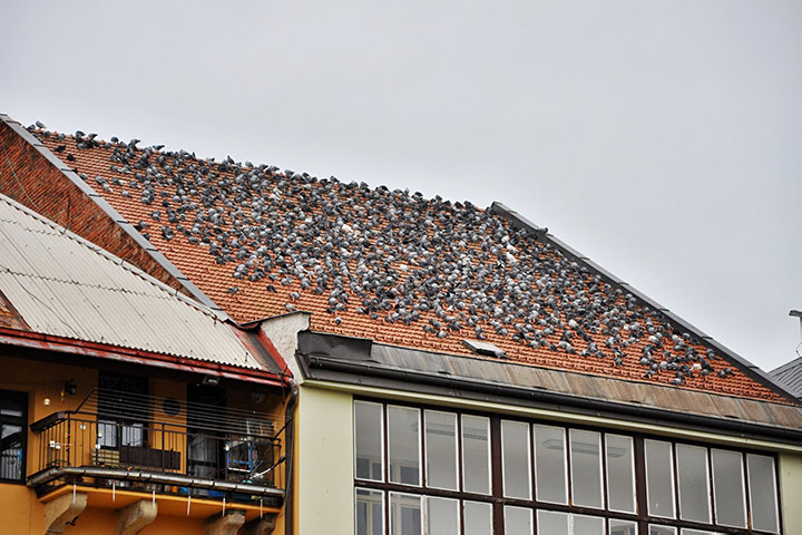A2B Pest Control are able to install spikes to deter birds from roofs in Newton Le Willows. 