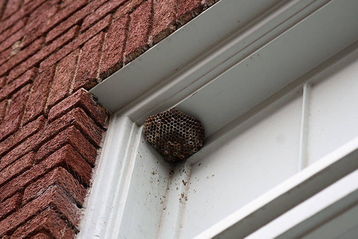 We provide a wasp nest removal service for domestic and commercial properties in Newton Le Willows.